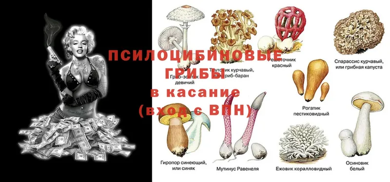 магазин  наркотиков  кракен ССЫЛКА  Псилоцибиновые грибы Magic Shrooms  Горняк 